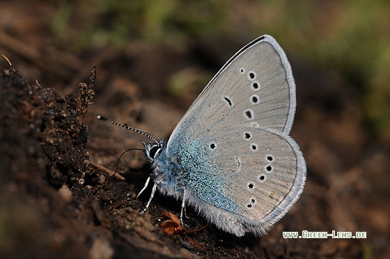 Rotklee-Bläuling - Copyright Christian Gelpke