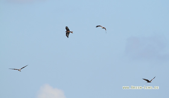 Rotmilan - Copyright Stefan Pfützke