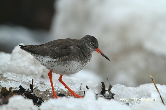 Rotschenkel - Copyright Stefan Pfützke
