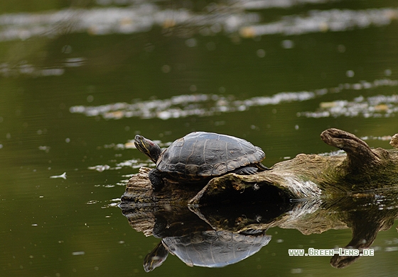Rotwangen-Schildkröte - Copyright Christian Gelpke