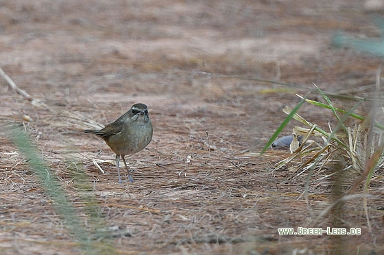 Rubinkehlchen - Copyright Stefan Pfützke