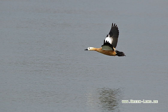 Rostgans - Copyright Stefan Pfützke