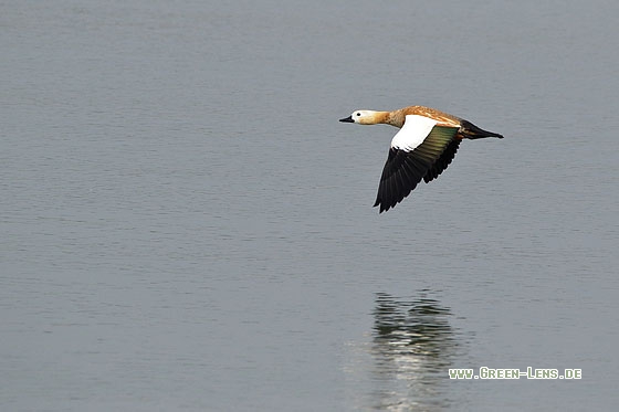 Rostgans - Copyright Stefan Pfützke