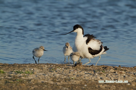 Säbelschnäbler - Copyright Stefan Pfützke