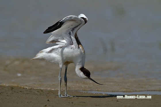 Säbelschnäbler - Copyright Stefan Pfützke