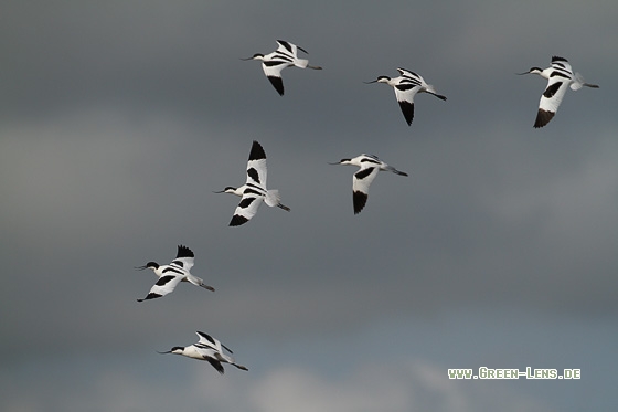 Säbelschnäbler - Copyright Stefan Pfützke