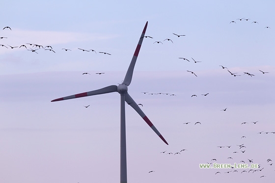 Tundrasaatgans - Copyright Mathias Putze