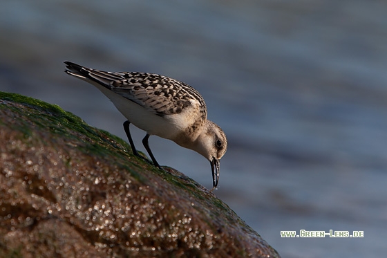Sanderling - Copyright Mathias Putze