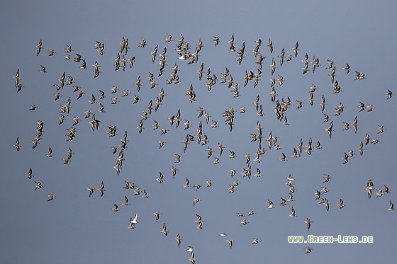 Sanderling - Copyright Stefan Pfützke