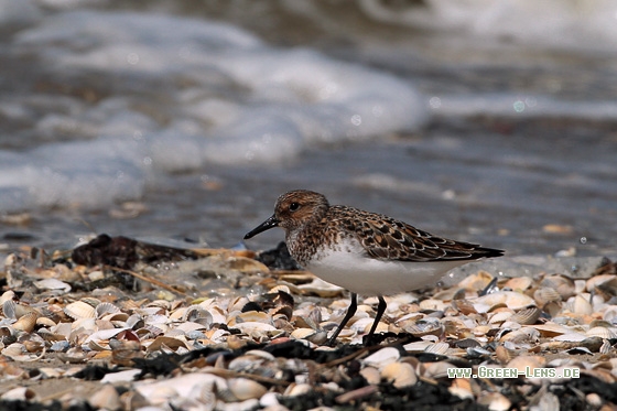 Sanderling - Copyright Stefan Pfützke