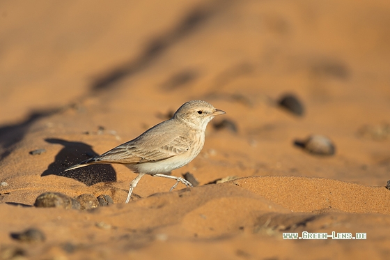 Steinlerche - Copyright Mathias Putze