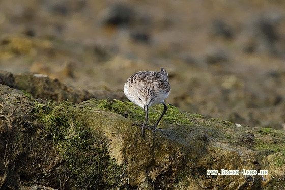 Sandstrandläufer - Copyright Stefan Pfützke
