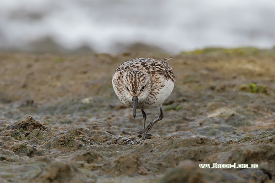 Sandstrandläufer - Copyright Stefan Pfützke