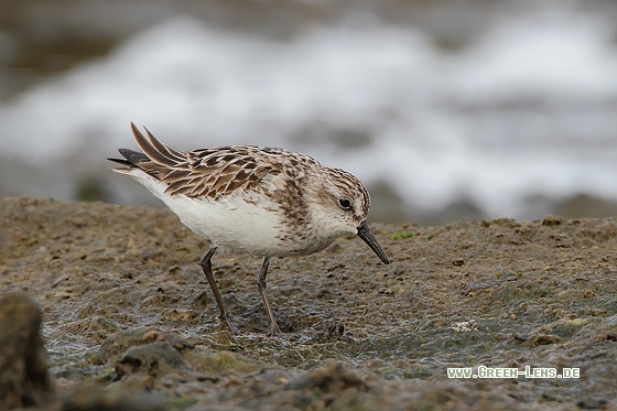 Sandstrandläufer - Copyright Stefan Pfützke