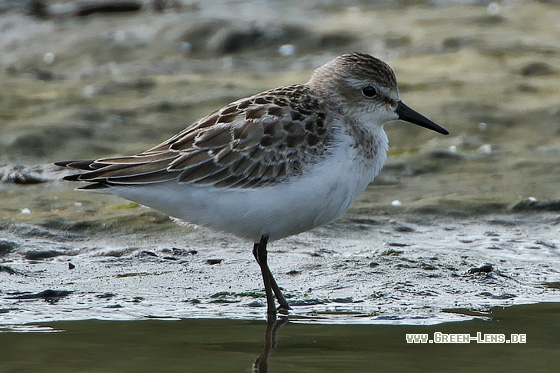 Sandstrandläufer - Copyright Stefan Pfützke