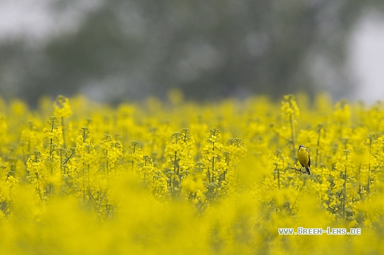 Schafstelze - Copyright Mathias Putze