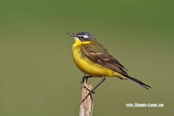 Schafstelze - Copyright Stefan Pfützke