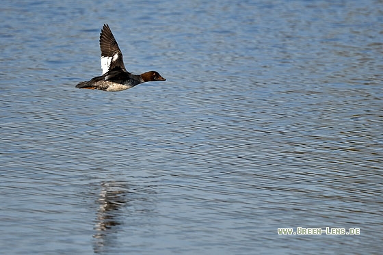 Schellente - Copyright Stefan Pfützke