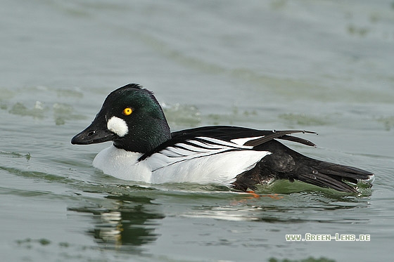 Schellente - Copyright Stefan Pfützke