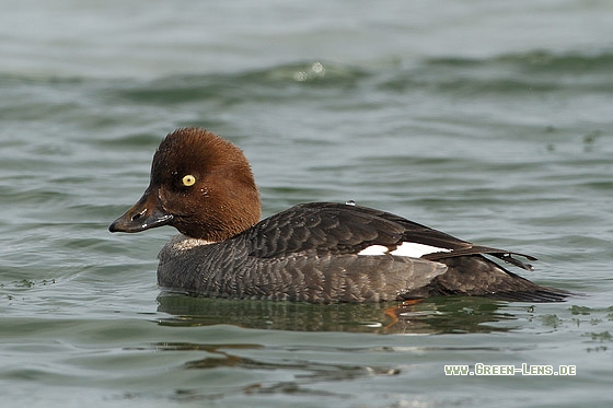 Schellente - Copyright Stefan Pfützke