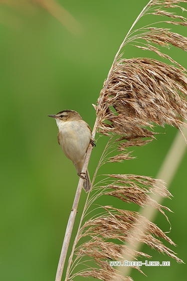 Schilfrohrsänger - Copyright Stefan Pfützke