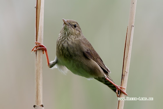 Schlagschwirl - Copyright Stefan Pfützke