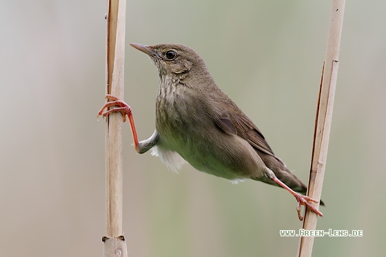 Schlagschwirl - Copyright Stefan Pfützke