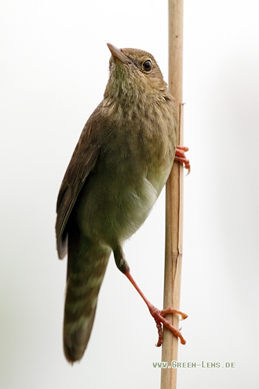 Schlagschwirl - Copyright Stefan Pfützke