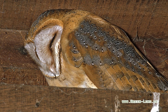 Schleiereule - Copyright Stefan Pfützke