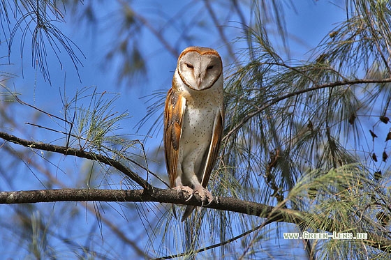 Schleiereule - Copyright Stefan Pfützke