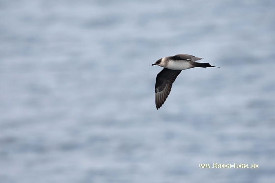 Schmarotzerraubmöwe - Copyright Mathias Putze