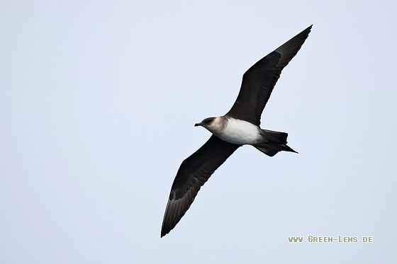 Schmarotzerraubmöwe - Copyright Mathias Putze