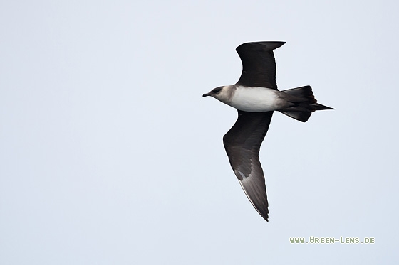 Schmarotzerraubmöwe - Copyright Mathias Putze