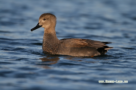 Schnatterente - Copyright Stefan Pfützke