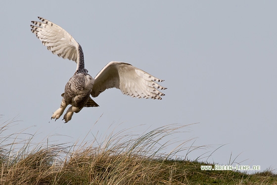 Schnee-Eule - Copyright Mathias Putze