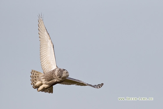 Schnee-Eule - Copyright Mathias Putze