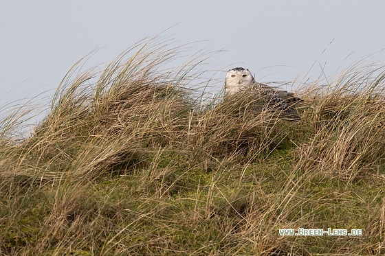 Schnee-Eule - Copyright Mathias Putze