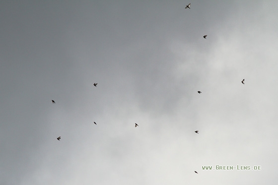 Schneeammer - Copyright Stefan Pfützke