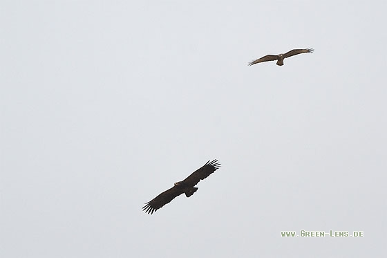 Schreiadler - Copyright Stefan Pfützke