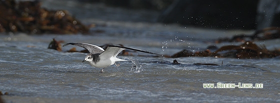Schwalbenmöwe - Copyright Stefan Pfützke