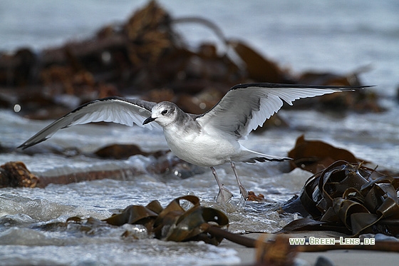 Schwalbenmöwe - Copyright Stefan Pfützke