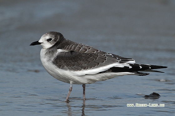 Schwalbenmöwe - Copyright Stefan Pfützke