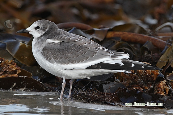 Schwalbenmöwe - Copyright Stefan Pfützke