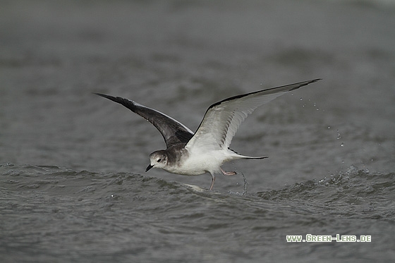 Schwalbenmöwe - Copyright Stefan Pfützke