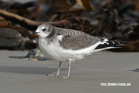 Schwalbenmöwe - Copyright Stefan Pfützke
