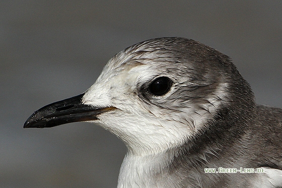 Schwalbenmöwe - Copyright Stefan Pfützke