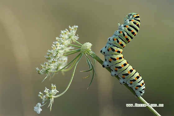 Schwalbenschwanz - Copyright Christian Gelpke
