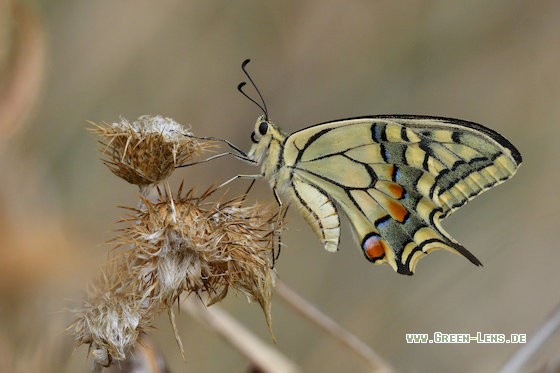 Schwalbenschwanze - Copyright Stefan Pfützke