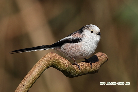 Schwanzmeise - Copyright Stefan Pfützke
