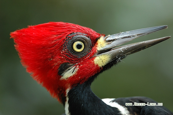 Schwarzkehlspecht - Copyright Christian Gelpke